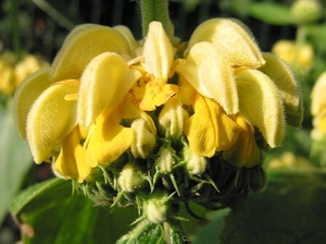 Phlomis russeliana - Brandkruid