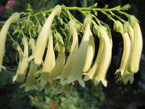 Phygelius 'Yellow Trompet' - Kaapse fuchsia