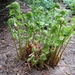 Phyllitis scolopendrium