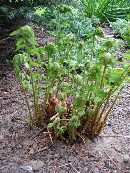 Phyllitis scolopendrium