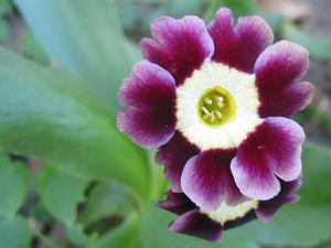 Primula Aur. 'Unkown'