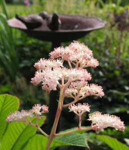 Rodgersia pinnata