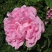 Rosa  'Ausmary' MARY ROSE