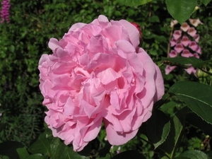 Rosa  'Ausmary' MARY ROSE