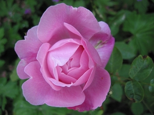 Rosa  'Bonica' (1)