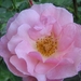 Rosa 'Ausmary' MARY ROSE