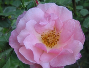 Rosa 'Ausmary' MARY ROSE