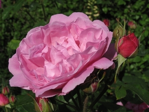 Rosa 'Ausmary' MARY ROSE (1)