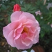 Rosa 'Claire Matin'