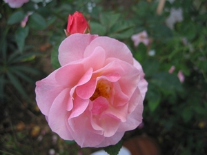 Rosa 'Claire Matin'