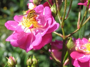 Rosa 'Lavendel Dream'