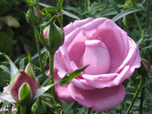 Rosa 'Lavender Charm' 30 juli 2009 (1)