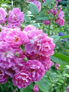 Rosa 'Lavender Dream' 3