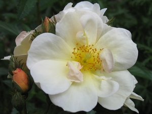 Rosa 'Omi Oswald'