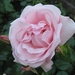 Rosa (K) 'New Dawn' 2