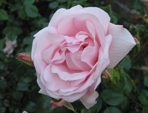 Rosa (K) 'New Dawn' 2