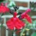 SALVIA x. gregii 'Maraschino' 3