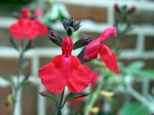 SALVIA x. gregii 'Maraschino' 3