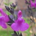 Salvia Gregii