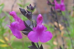 Salvia Gregii