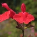 Salvia IMG_3994