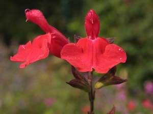 Salvia IMG_3994