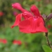 Salvia IMG_3995