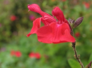 Salvia IMG_3995