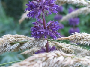 Salvia Verticulata 'Purple Rain' (2)