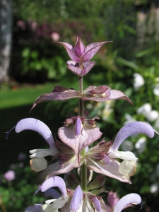 Salvia sclarea (1)