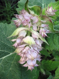 Salvia sclarea (Muskaatsalie)