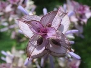 Salvia sclarea (Muskaatsalie) (3)