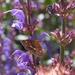 Salvia sylvestris  'Dear Anja'