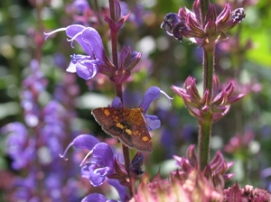 Salvia sylvestris  'Dear Anja'