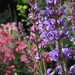 Salvia sylvestris  'Dear Anja' (2)