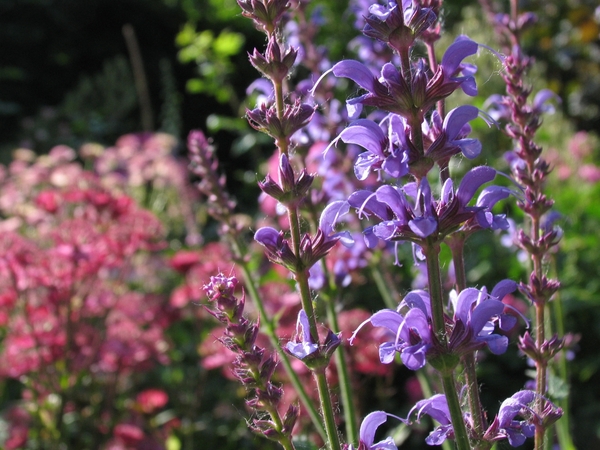 Salvia sylvestris  'Dear Anja' (2)