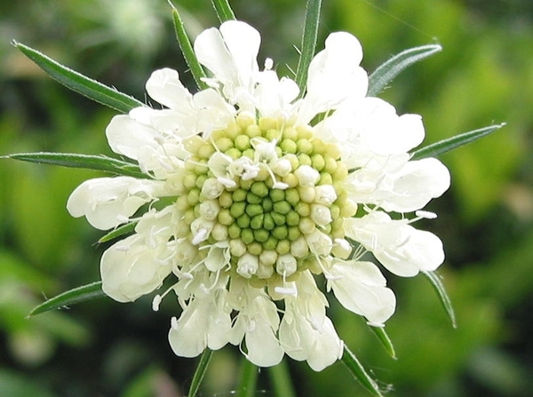 Scabiosa cauc. 'Perfecta Alba' - Duifkruid of Schurftkruid