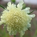 Scabiosa cauc. 'Perfecta Alba' - Duifkruid of Schurftkruid (1)