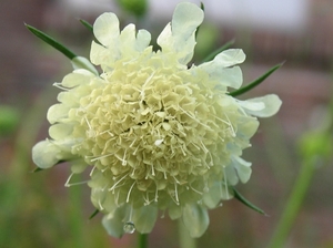 Scabiosa cauc. 'Perfecta Alba' - Duifkruid of Schurftkruid (1)