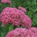 Sedum 'Herbstfreude' (Hemelsleutel)