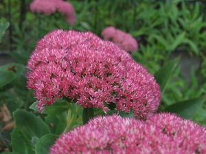 Sedum 'Herbstfreude' (Hemelsleutel)