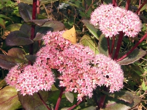 Sedum 'Matrona'