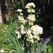 Sisyrinchium striatum