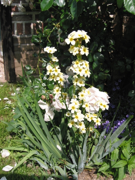 Sisyrinchium striatum