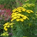 Tanacetum vulgare - Boerenwormkruid