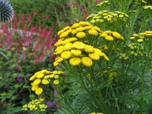 Tanacetum vulgare - Boerenwormkruid