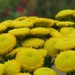 Tanacetum vulgare - Boerenwormkruid (1)