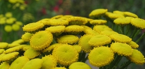 Tanacetum vulgare - Boerenwormkruid (1)