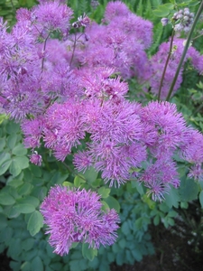 Thalictrum aquilegifolium (Akeleibladige Ruit)