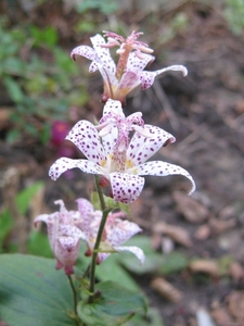 Tricyrtis formosana